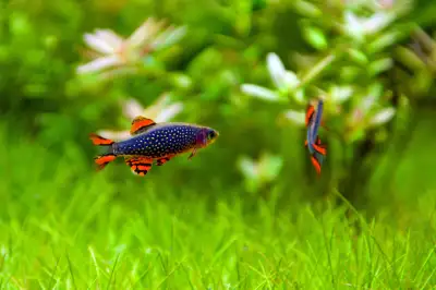 Celestial Pearl Danios / Galaxy rasbora - Aquarium Fish, View more