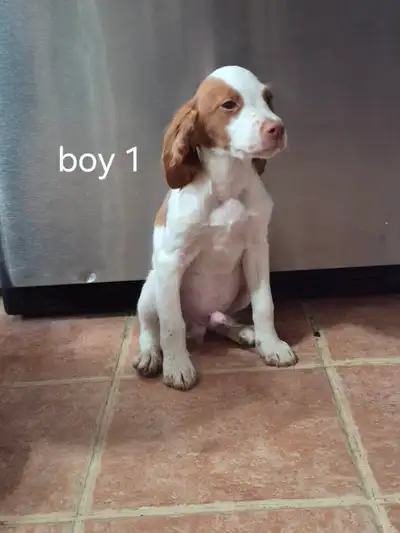 Brittany Spaniel Puppies, View more