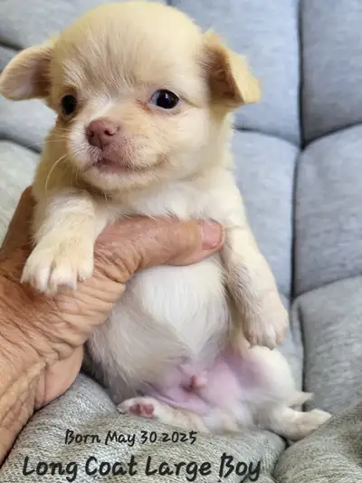 Beautiful  Chihuahua  Puppies Starting at $1000, View more