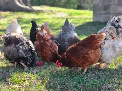Oeufs fécondé de race mixte Poule : chantecler , rousse , ameraucana , cochin mixte , marans ) Coqs...