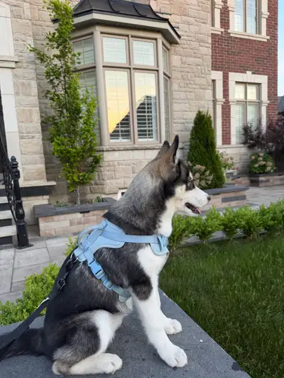 Rehoming Husky Puppy, View more