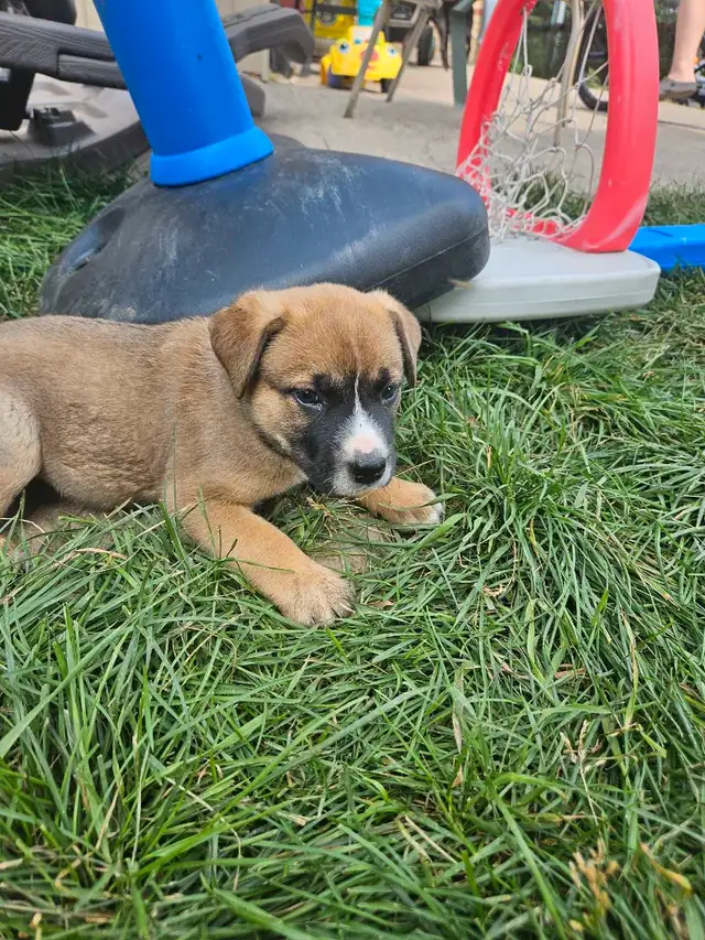 Puppies looking for a home in Dogs & Puppies for Rehoming in Kawartha Lakes - Image 4