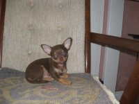 TOY-SIZE CHIHUAHUA FOR SALE SOLD