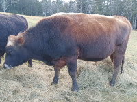 Jersey / Limousin Bull