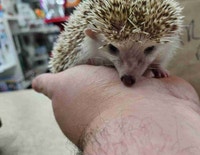 hedgehogs Kawartha Lakes Peterborough Area Preview