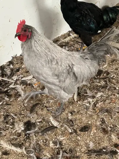 Lavender Orpington Roosters, View more
