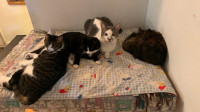 Cats for 50 neutered and vaccinated (1&2years old)
