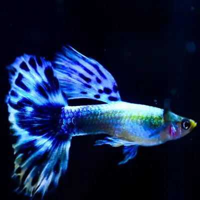 Find Healthy Guppies That Truly Stand Out, View more