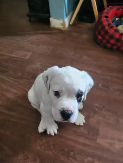Bull Mastiff dogo mix looking for a forever home, View more