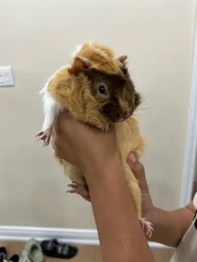 Guinea pigs, View more
