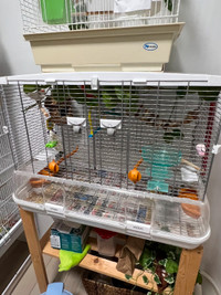 Breading pair Zebra finch with Vision cage
