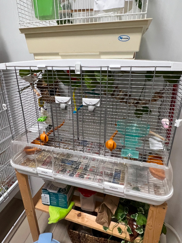 Breading pair Zebra finch with Vision cage in Birds for Rehoming in St. Albert