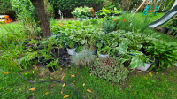 Perennials -  boxwoods, hydrangeas, hosta, daylilies, stone crop