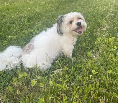 Shih Tzu mix female, View more
