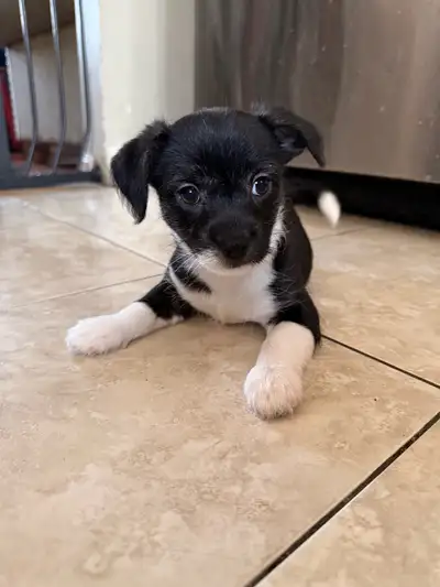 Cockapoo Chihuahua puppies, View more