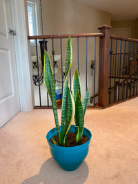 Selling Sanseveria with pot - Air purifying plant