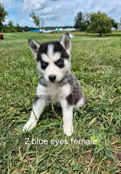 Purebred Siberian husky puppies!!!, View more