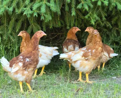 Pullets for sale , View more