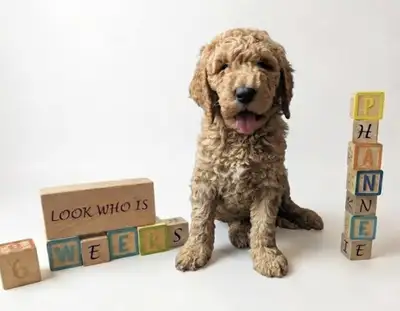 We are pleased to announce a litter of six healthy puppies from a unique and planned pairing. These...