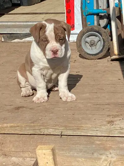 Only One Male!!! Available after vet check first vaccinations and deworming May 5th. This adorable c...