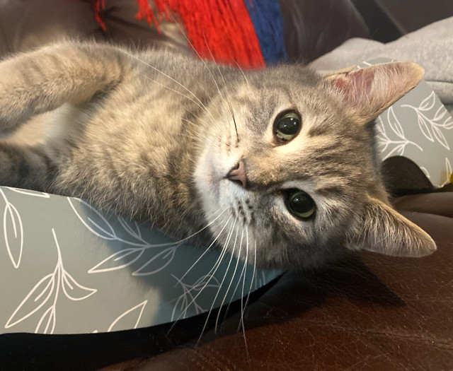 Zhenya needs a HOME in Cats & Kittens for Rehoming in Saskatoon - Image 2