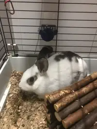 2 female bunnies comes with everything 