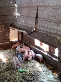 12 Berkshire Tamworth piglets for sale