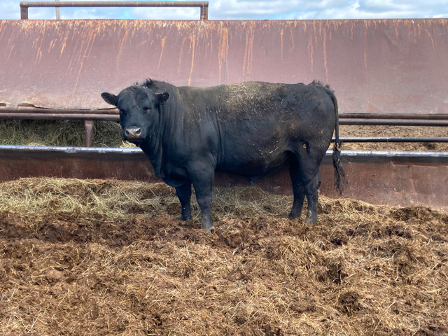 Bulls in live stock for sale in Livestock in Regina