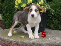 German shephred  x husky puppies. 