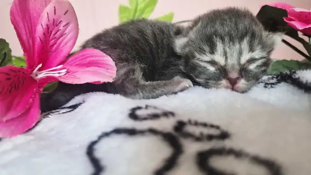 Maine Coon &amp; persian