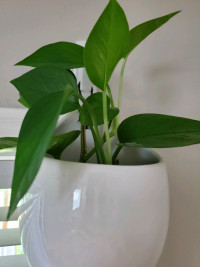 Variety of houseplants for sale
