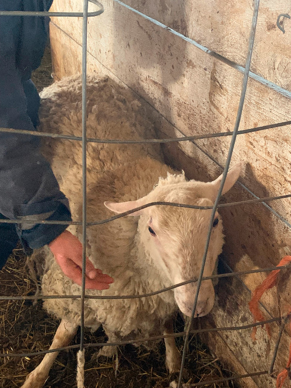Rideau proven ram in Livestock in Belleville