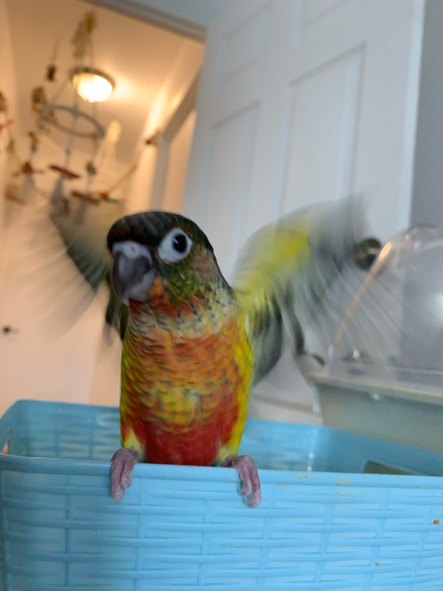 Bébé perroquet Conure  dans Oiseaux à adopter  à Longueuil/Rive Sud - Image 2
