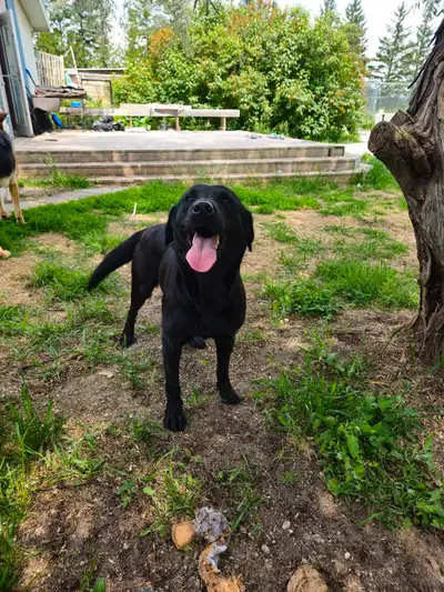 black lab 4 year old female , View more