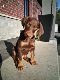 Purebred Doberman puppy ready to go the new home