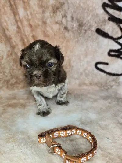 Shih Tzu, View more