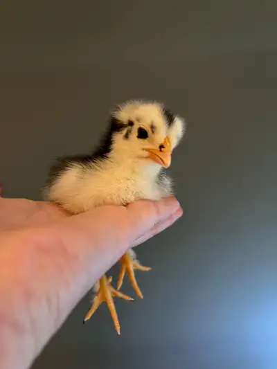 Chicks Hybrid, View more