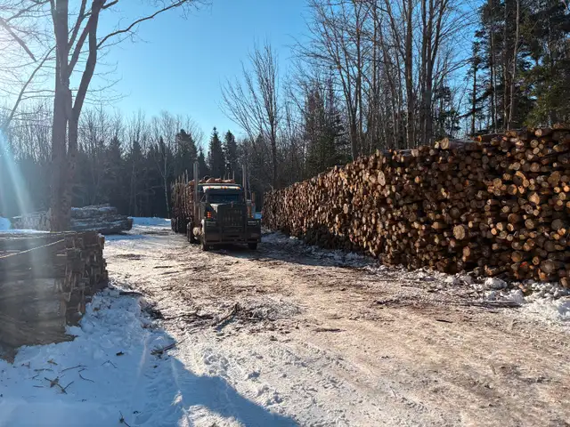 Firewood in Other in Moncton - Image 4