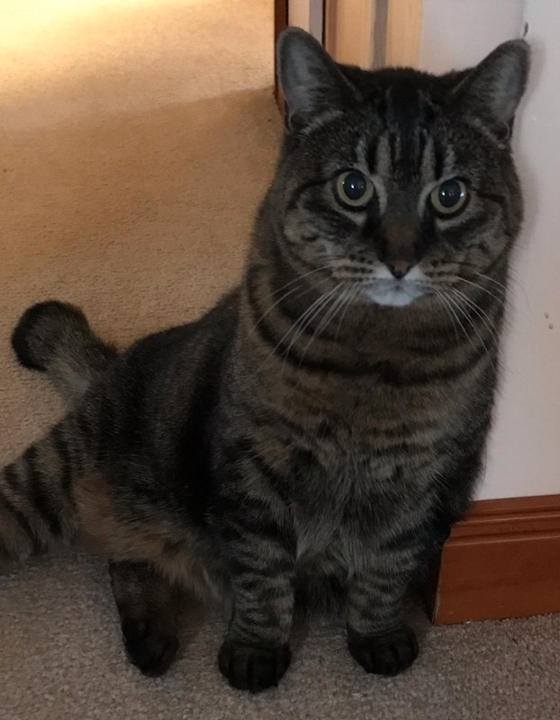 Missing Tabby Cat in Lost & Found in Comox / Courtenay / Cumberland