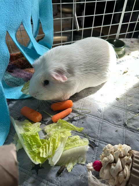 BOINK. 18-Month-Old, Gentle, Charming and Super Cute Guinea Pig in Small Animals for Rehoming in Oshawa / Durham Region - Image 3