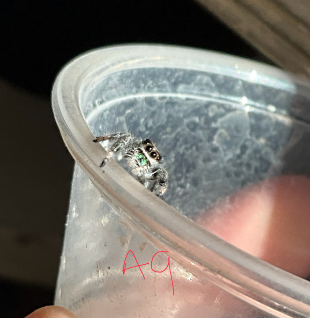 Jumping spiders (juvenile)  in Other Pets for Rehoming in City of Halifax - Image 4