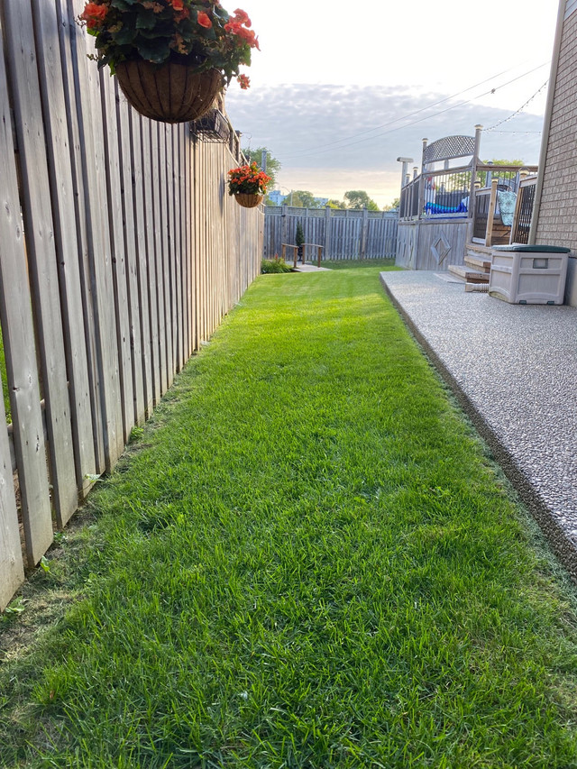 Grass Cutting  in Other in Hamilton