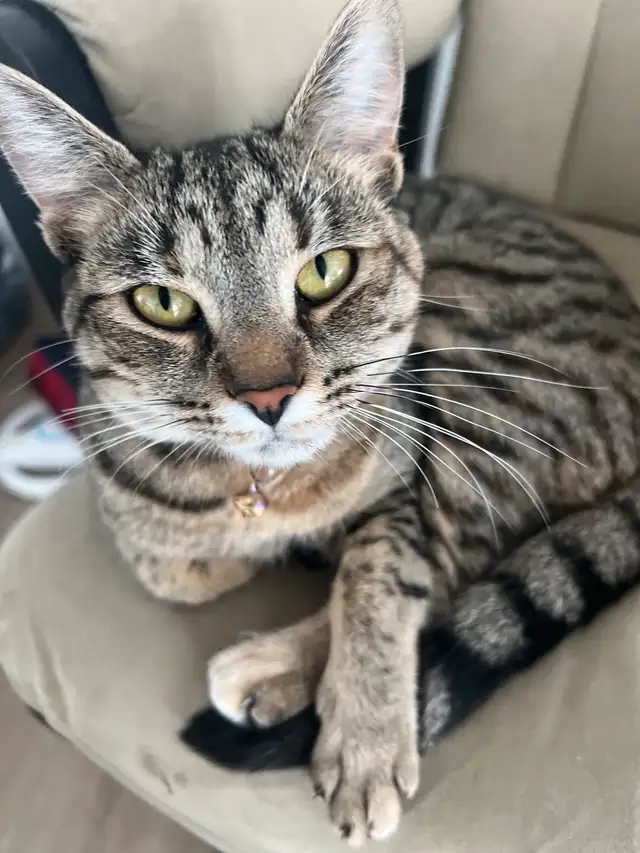 female cat to be rehomed.  in Cats & Kittens for Rehoming in Moncton - Image 5