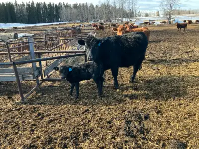 3 Black First calver pairs 6500$ 2 Tan third calver pairs 5500$ 1 Red second calver pair 5500$ 1 Red...