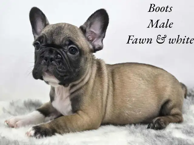 FRENCH BULLDOG PUPPIES CKC REG in Dogs & Puppies for Rehoming in Edmonton - Image 3