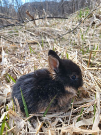 Dwarf Bunnies 