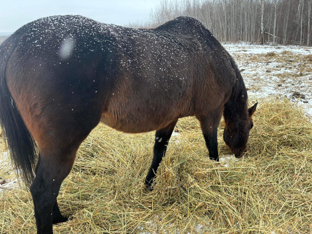 Papered Thoroughbred Gelding in Horses & Ponies for Rehoming in La Ronge - Image 2
