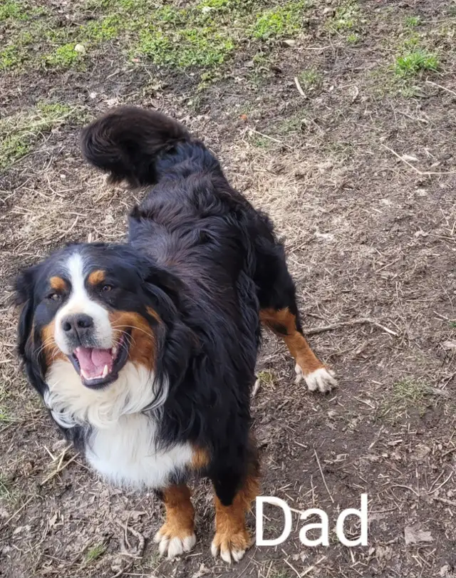 Bernese Mountain Akbash Puppies in Dogs & Puppies for Rehoming in Stratford - Image 11