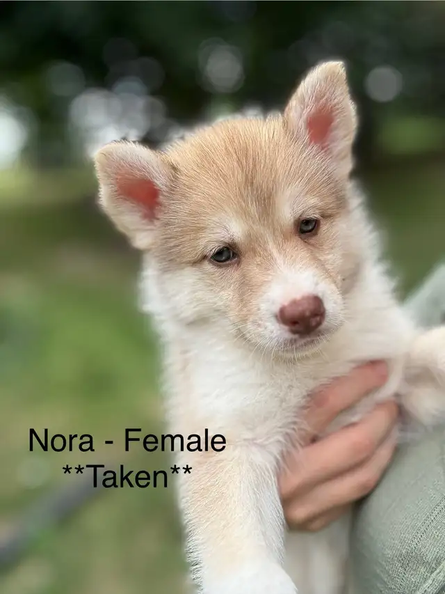 Pomsky Puppies - Ready for Homes July 18th in Dogs & Puppies for Rehoming in Markham / York Region - Image 5