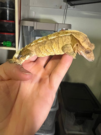 Crested gecko sale (NEED GONE ASAP)